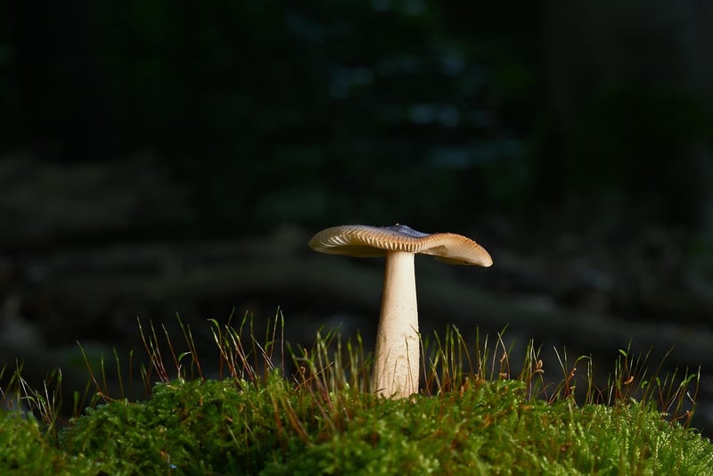 Woodland Feast
